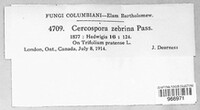 Cercospora zebrina image